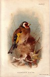 Goldfinch-SOLD
