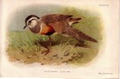 Dotterel - Image 1