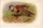 Dotterel