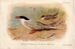 Roseate Tern