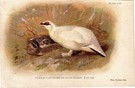 Ptarmigan - Image 1