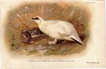 Ptarmigan