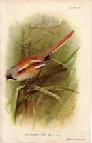 Bearded Tit-SOLD - Image 1