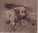 A Clumber - Image 1